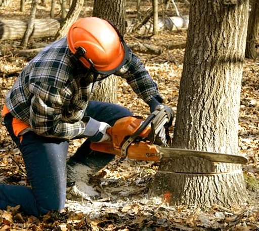 Tree Removal in West Simsbury, CT
